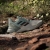 Adidas Terrex Soulstride Erkek Spor Ayakkabı