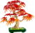 LEGO Botanicals 10348 Japanese Red Maple Bonsai Tree