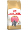 Royal Canin British Shorthair Kitten 2 kg resim