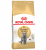 Royal Canin British Shorthair Adult 2 kg Kedi Maması