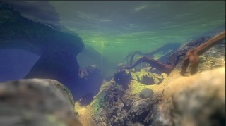 Feed and Grow Fish PC